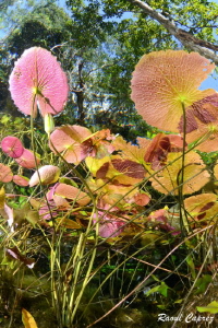 Water lily colourful bunch by Raoul Caprez 